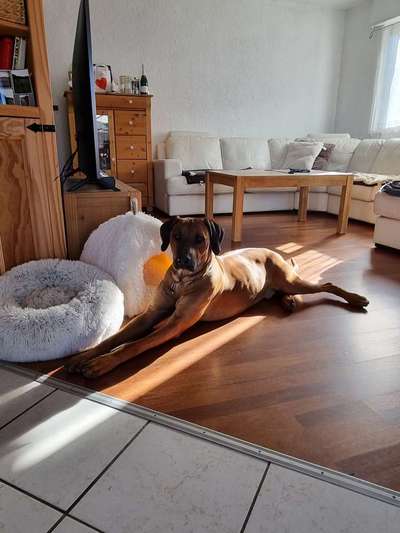 Rhodesian Ridgeback-Beitrag-Bild
