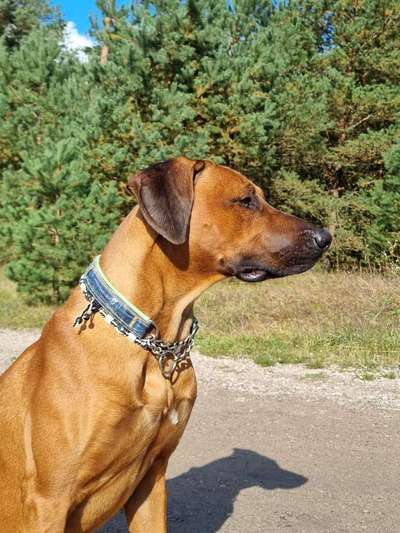 Rhodesian Ridgeback-Beitrag-Bild