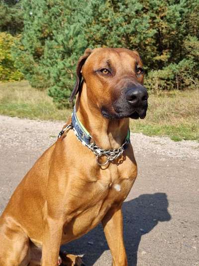 Rhodesian Ridgeback-Beitrag-Bild