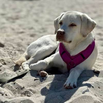 Hundetreffen-Phoebe sucht Hundefreund/innen :)-Bild