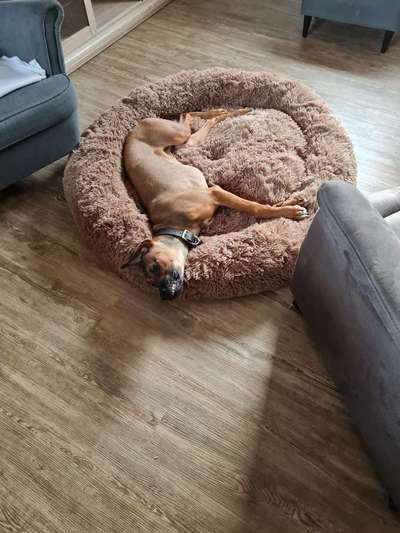 Rhodesian Ridgeback-Beitrag-Bild