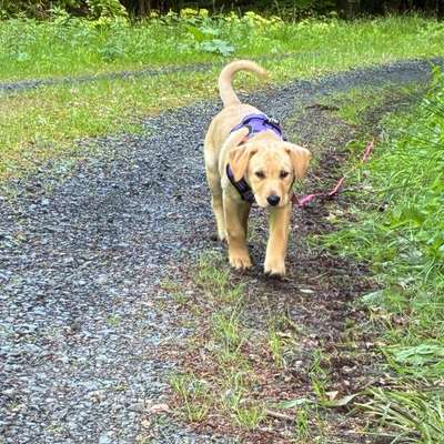 Hundetreffen-Welpentreff Ortenberg-Bild