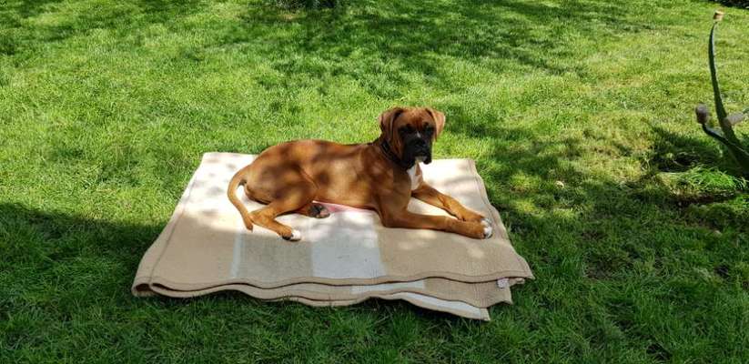 Hundetreffen-Spielgefährte in Dresden Plauen gesucht-Bild