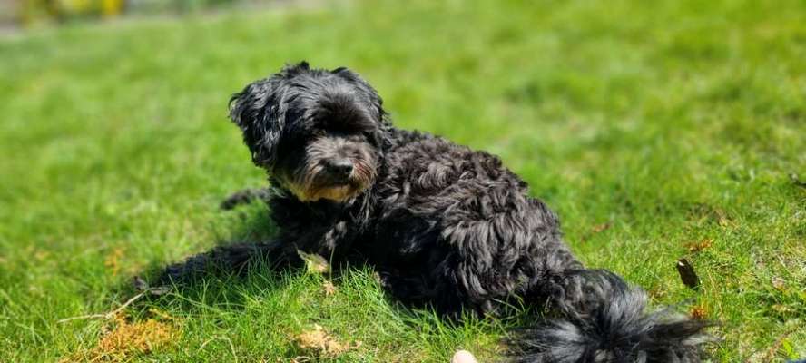 Reinrassige Hunde?-Beitrag-Bild