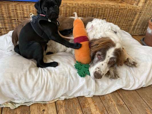 Lustigsten Grimassen von euren Hunden-Beitrag-Bild