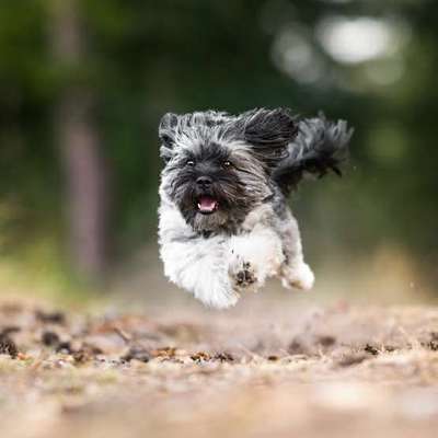 Havaneser dabei?:)-Beitrag-Bild