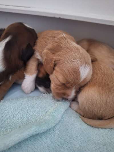 Hundetreffen-Welpengruppe kleine Hunderassen ab August-Bild