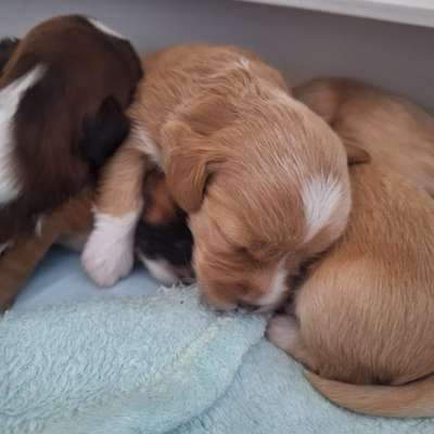 Hundetreffen-Welpengruppe kleine Rassen-Bild