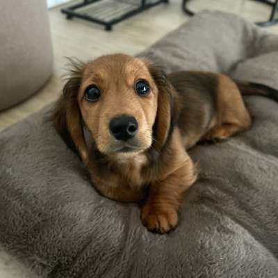 Hundetreffen-Ruhiger, souveräner Hund als Social-Walk-Partner für Welpen gesucht-Bild