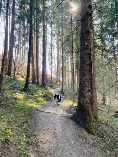 Wald Bild-Beitrag-Bild