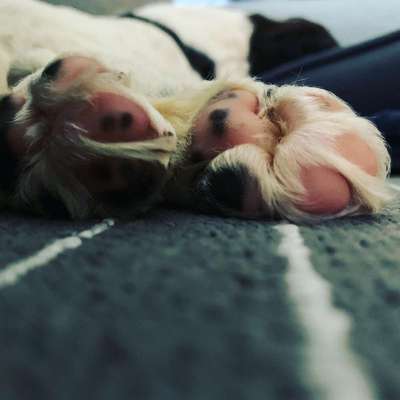 Dein Hund im Dogorama-Kalender 2021-Beitrag-Bild