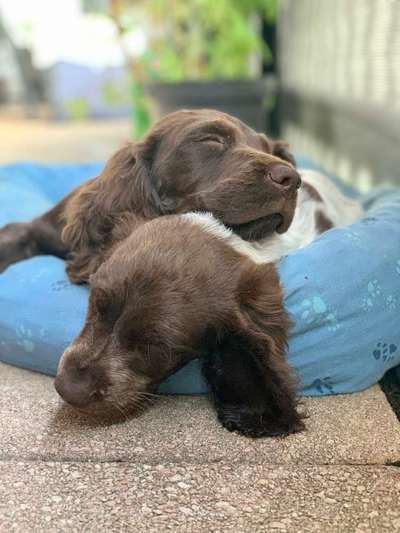 Dein Hund im Dogorama-Kalender 2021-Beitrag-Bild