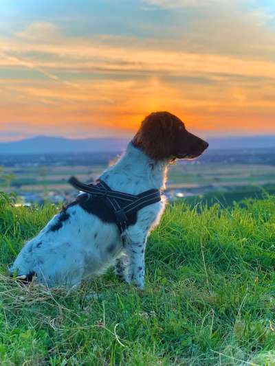 Dein Hund im Dogorama-Kalender 2021-Beitrag-Bild