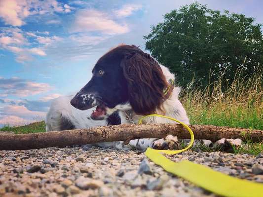 Dein Hund im Dogorama-Kalender 2021-Beitrag-Bild