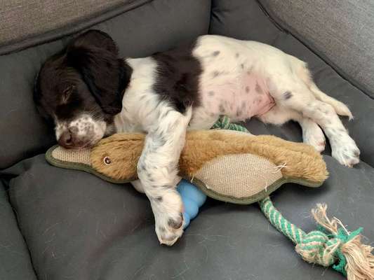 Dein Hund im Dogorama-Kalender 2021-Beitrag-Bild