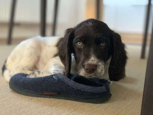 Dein Hund im Dogorama-Kalender 2021-Beitrag-Bild