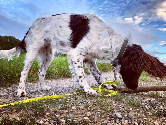 Dein Hund im Dogorama-Kalender 2021-Beitrag-Bild