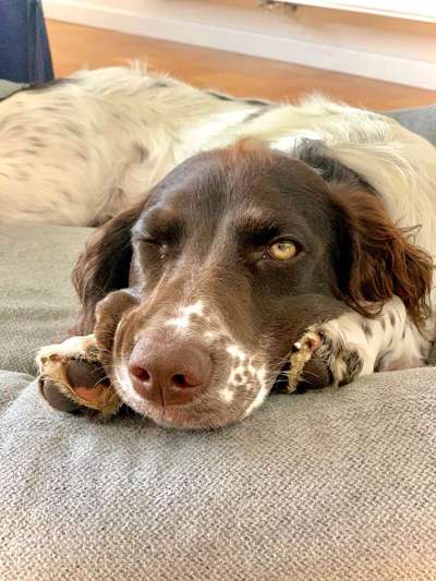 Dein Hund im Dogorama-Kalender 2021-Beitrag-Bild