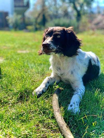 Dein Hund im Dogorama-Kalender 2021-Beitrag-Bild