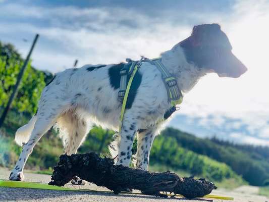 Dein Hund im Dogorama-Kalender 2021-Beitrag-Bild