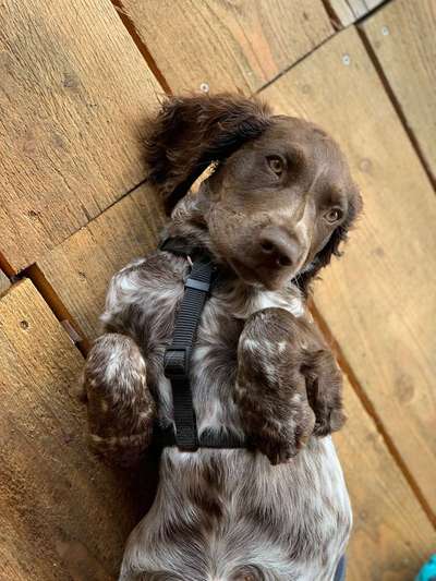 Dein Hund im Dogorama-Kalender 2021-Beitrag-Bild