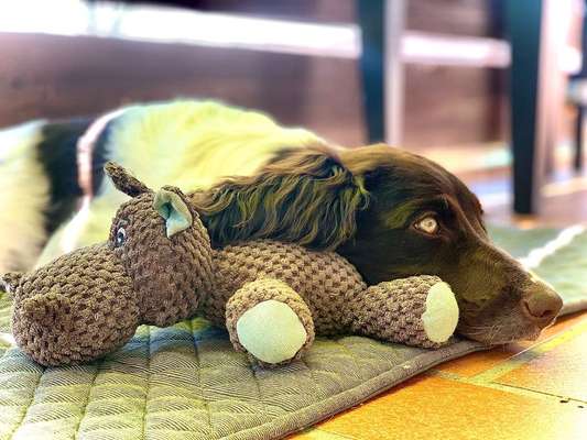 Dein Hund im Dogorama-Kalender 2021-Beitrag-Bild