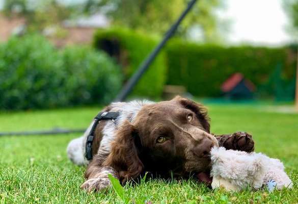 Dein Hund im Dogorama-Kalender 2021-Beitrag-Bild