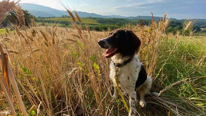 Dein Hund im Dogorama-Kalender 2021-Beitrag-Bild