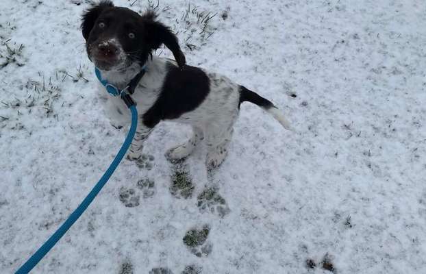 Dein Hund im Dogorama-Kalender 2021-Beitrag-Bild