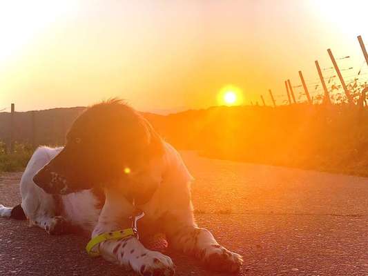 Dein Hund im Dogorama-Kalender 2021-Beitrag-Bild