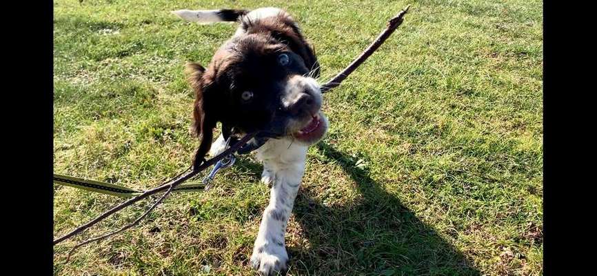 Dein Hund im Dogorama-Kalender 2021-Beitrag-Bild