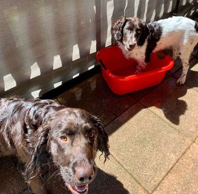 Bester Freund, Hundekumpel - zeigt her!-Beitrag-Bild