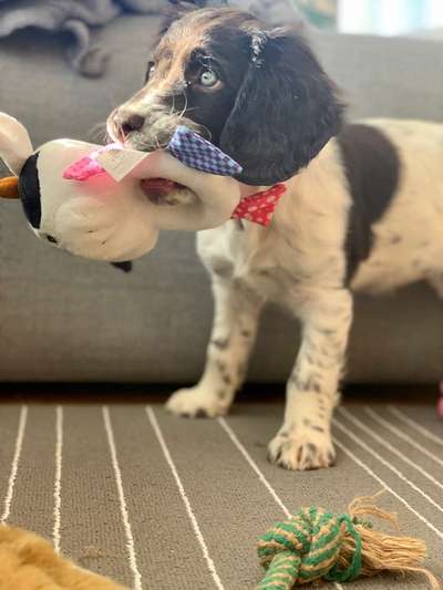 Dein Hund im Dogorama-Kalender 2021-Beitrag-Bild