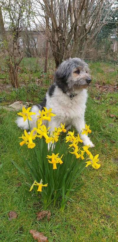 Dogorama Photo Challenge - Der Frühling kommt-Beitrag-Bild