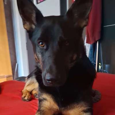 Hundetreffen-Nachtschwärmer