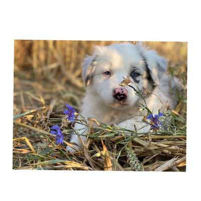 Welpen Bilder !-Beitrag-Bild