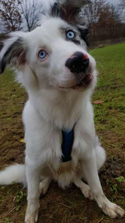 Gibt's hier noch mehr Border Collies???-Beitrag-Bild