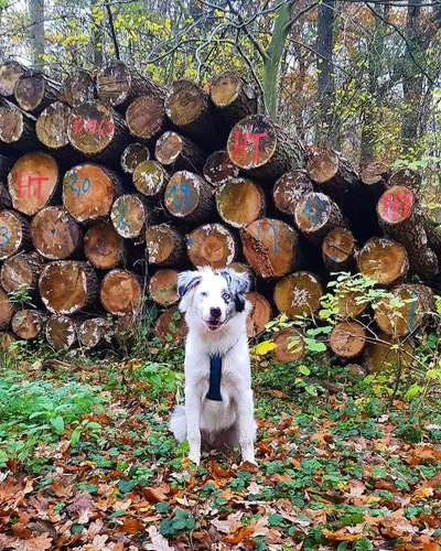 Hundetreffen-Hundefreunde finden-Bild