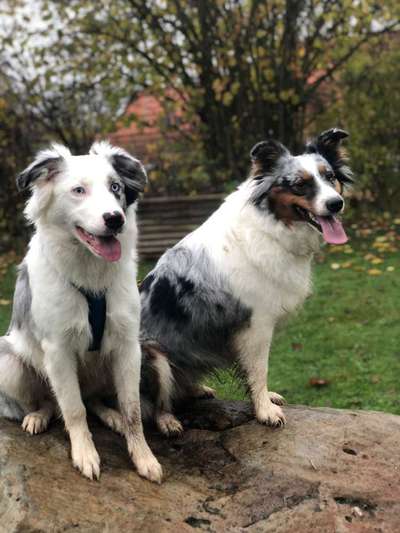 Gibt's hier noch mehr Border Collies???-Beitrag-Bild