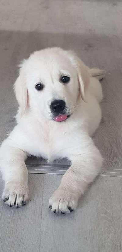 Welpen Bilder !-Beitrag-Bild