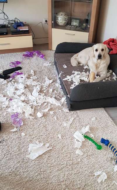 Zeig mir, dass du mit einem hund zusammenlebst....-Beitrag-Bild