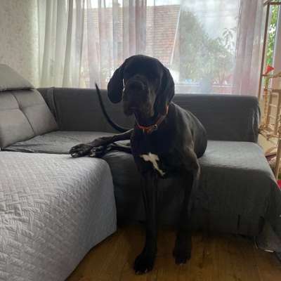 Hundetreffen-Treffen mit großen Hunden