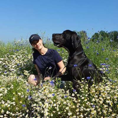 Hundetreffen-Treffen mit großen Hunden-Profilbild