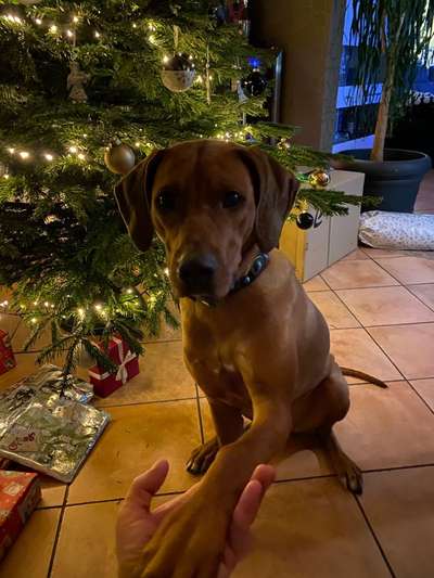 Rhodesian Ridgeback-Beitrag-Bild