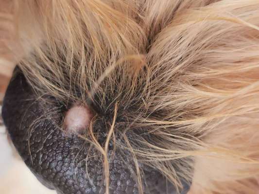 Warze auf der Nase-Beitrag-Bild