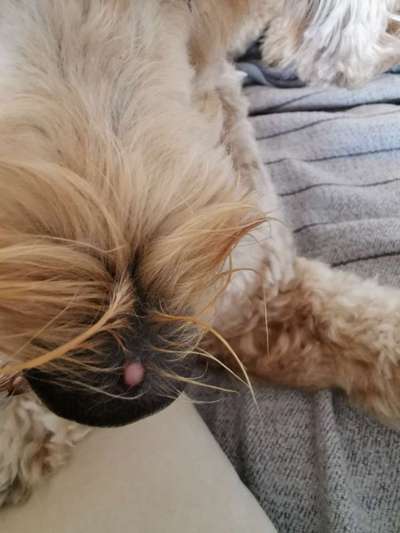 Warze auf der Nase-Beitrag-Bild