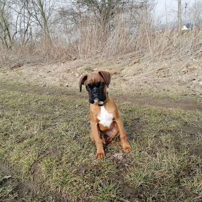 Hundetreffen-Welpentreff-Profilbild