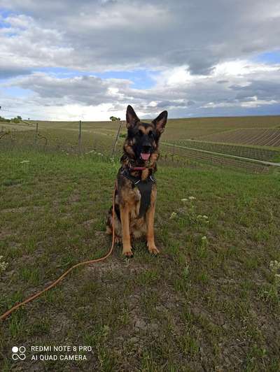 Schäferhund-Fans?-Beitrag-Bild