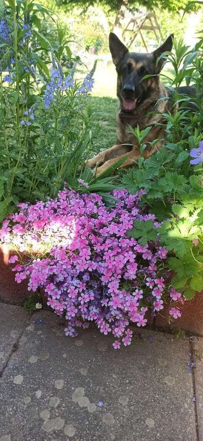 Schäferhund-Fans?-Beitrag-Bild