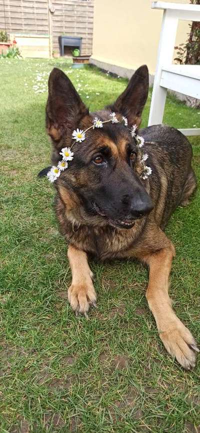 Schäferhund-Beitrag-Bild